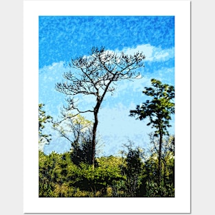 Trees At The Julington-Durbin Preserve Florida 2715 Posters and Art